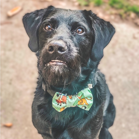Bow tie lion king with elastic loops for collars - Picture 2 of 3